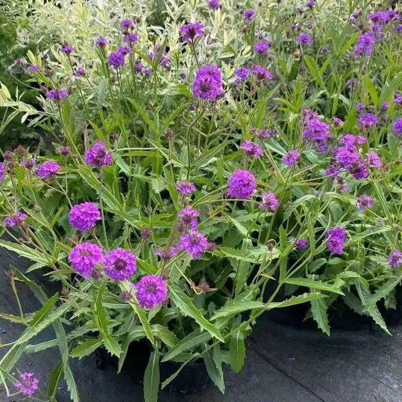 柳叶马鞭草龙芽草退血草盆栽庭园造景花海植物野荆草蜻蜓草