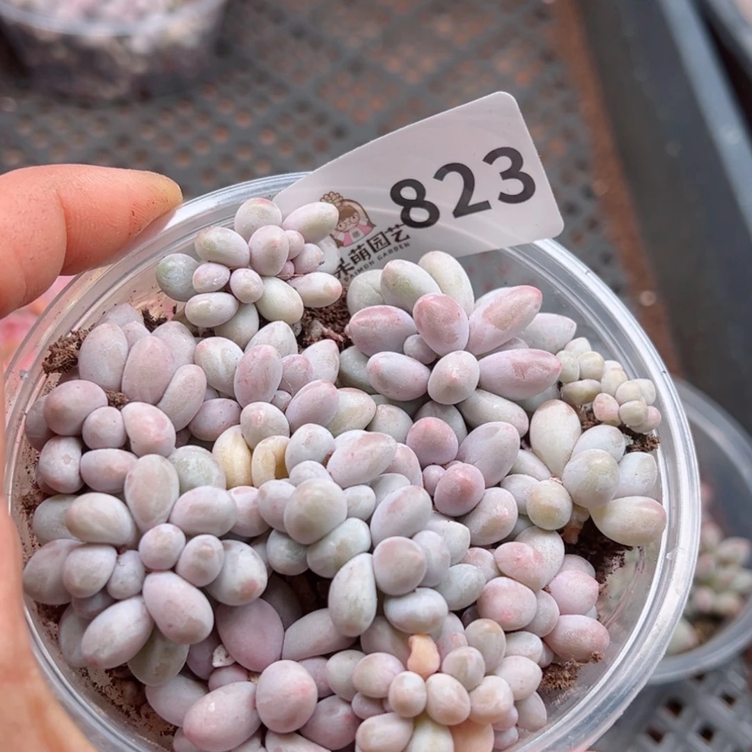 多肉植物多肉植物