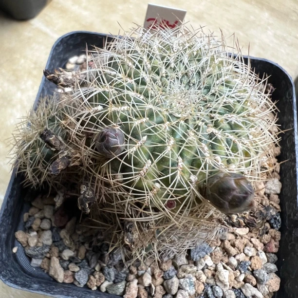 沟宝山群实生仙人球块根多肉植物绿植盆栽花卉龙舌兰卧牛