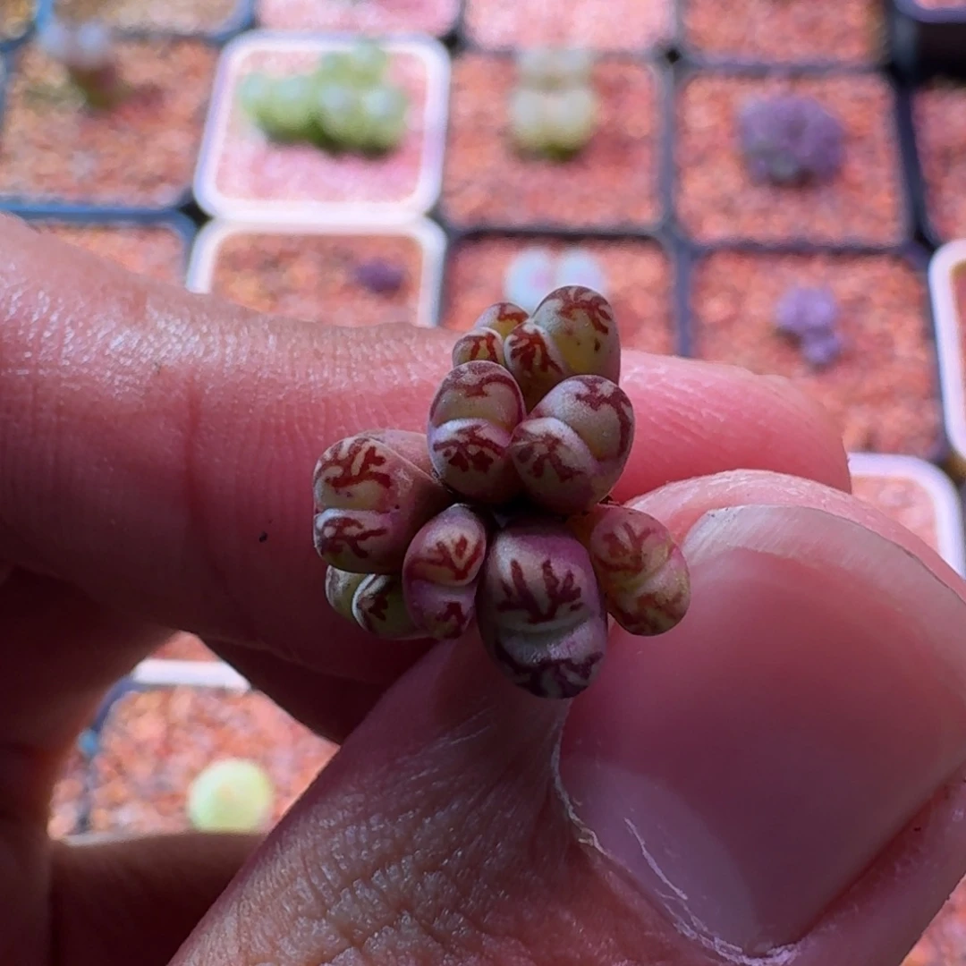 兔****云缦精品番杏27.22