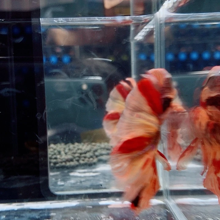 斗鱼黑168号巨否半月