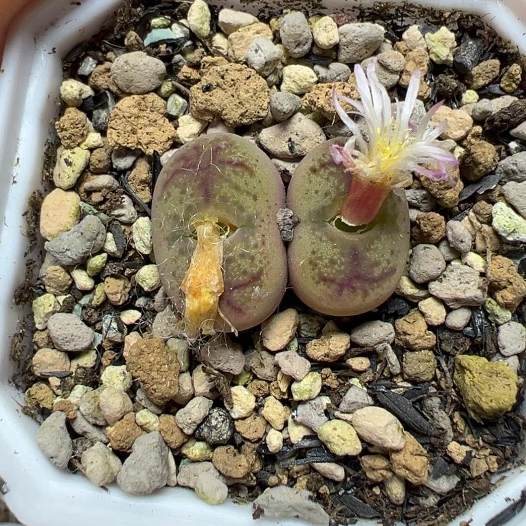 【闪购商品】289……