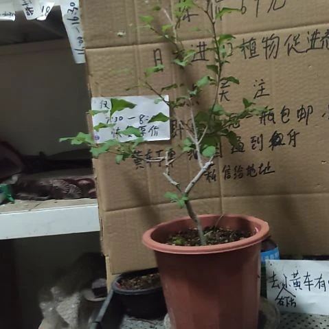 会***6无花朵心巛丝丝丝