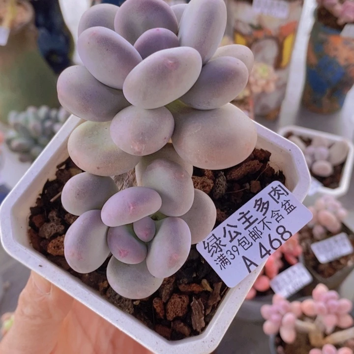 大叶奶老桩6cm468多肉植物