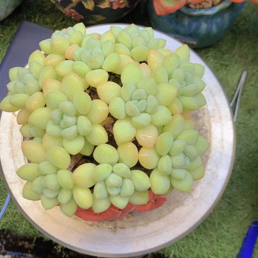 【闪购商品】彩虹泡泡糖