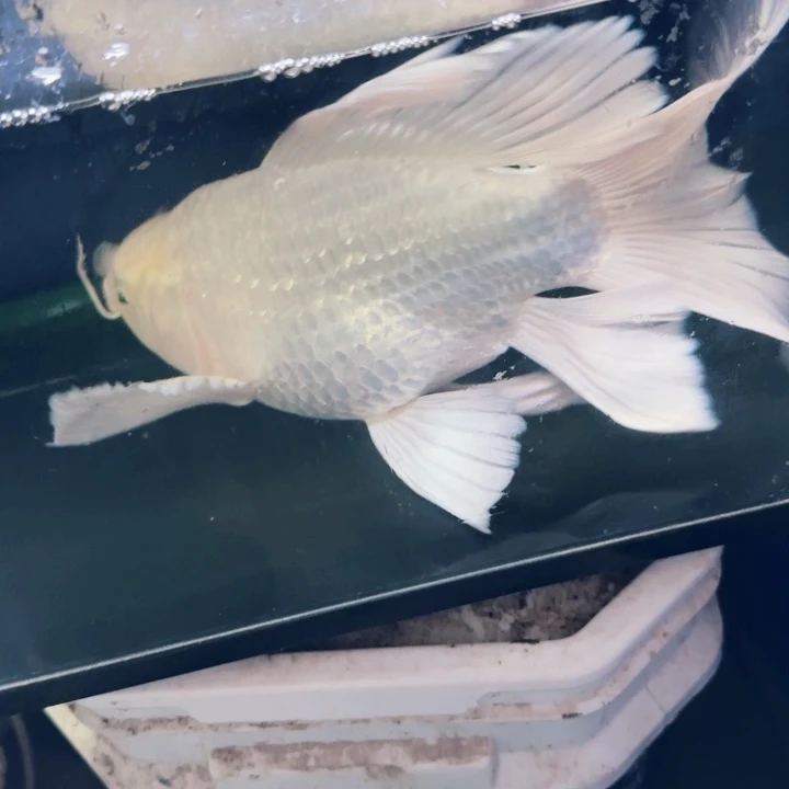 弓***韦海水鱼蝴蝶鲤包邮50