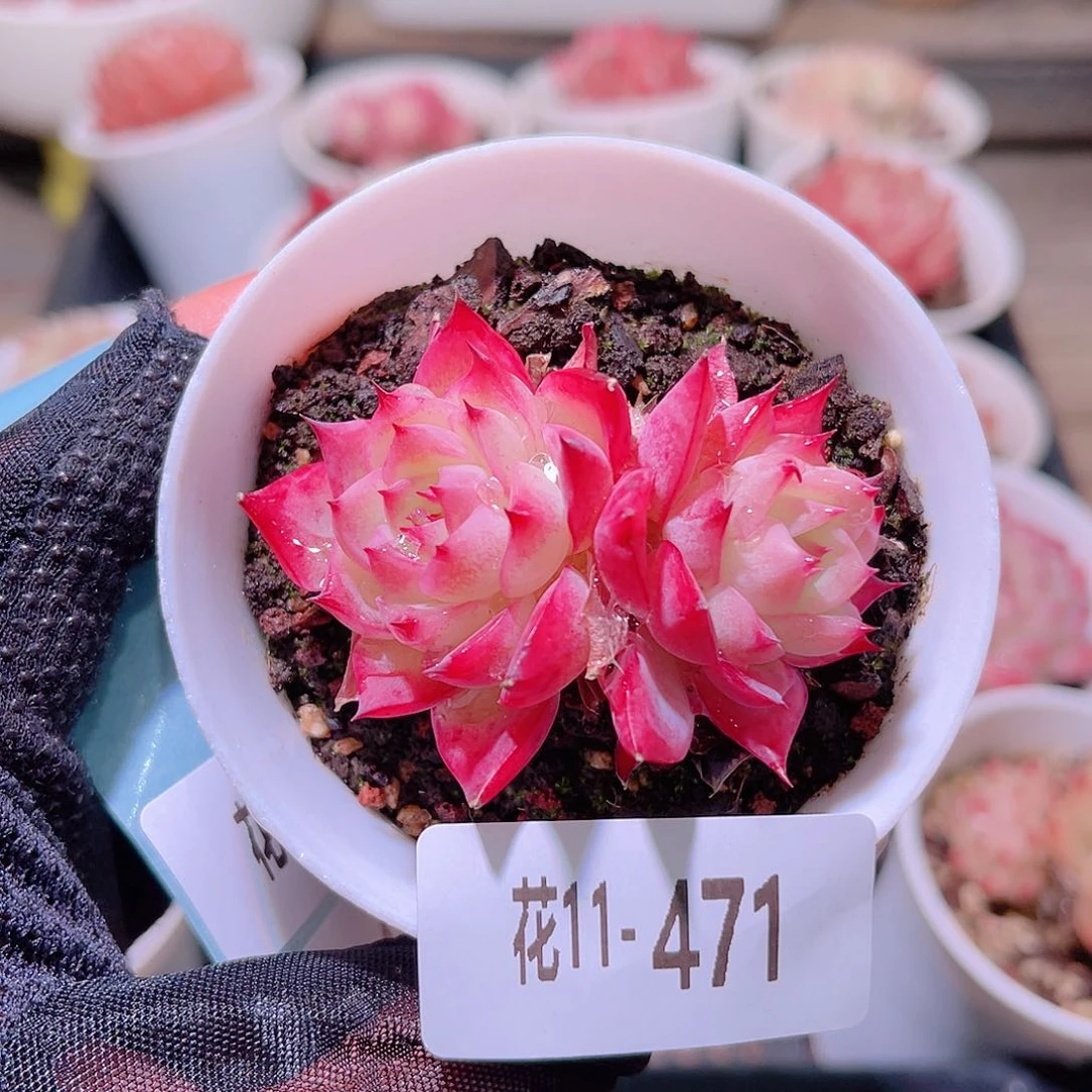 花利美11-471粉水晶