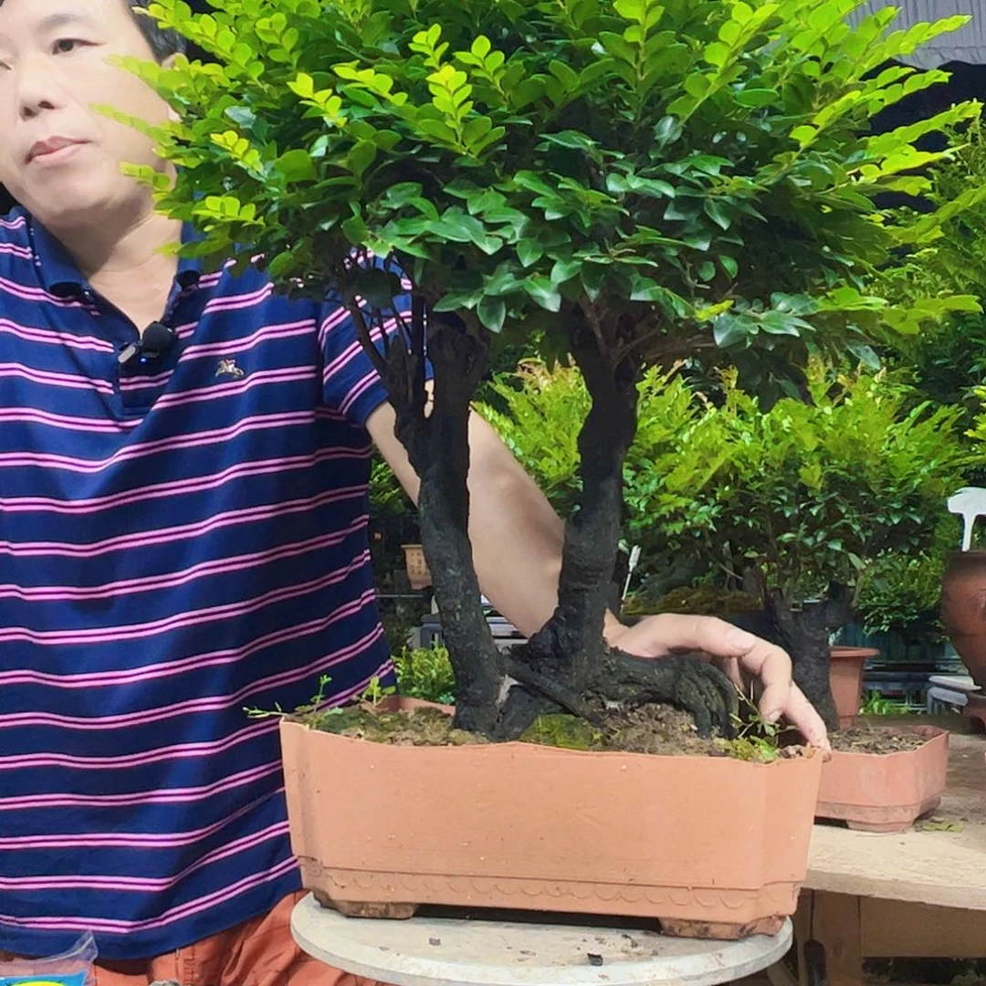 无花朵?****y广东小叶紫檀