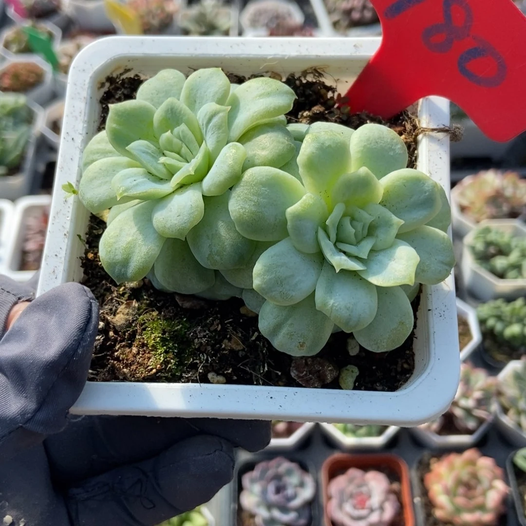 980泡泡纱多肉植物