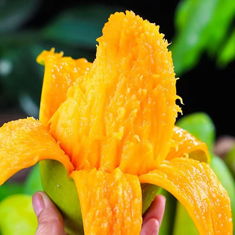 青芒果批发包邮整箱非贵妃芒小台芒金煌芒凯特芒应季鲜果