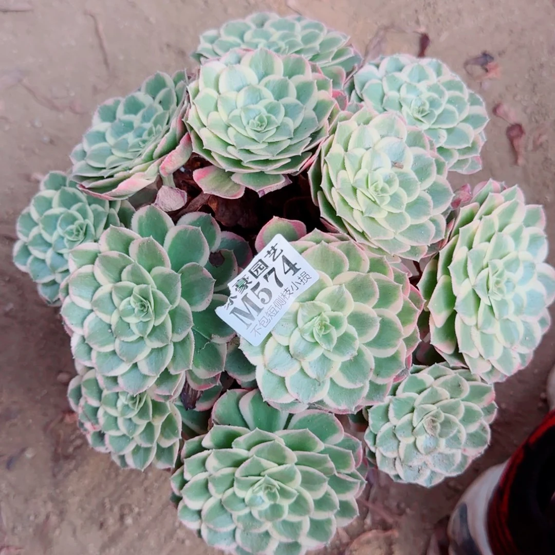 粉花妖发师574冠幅25