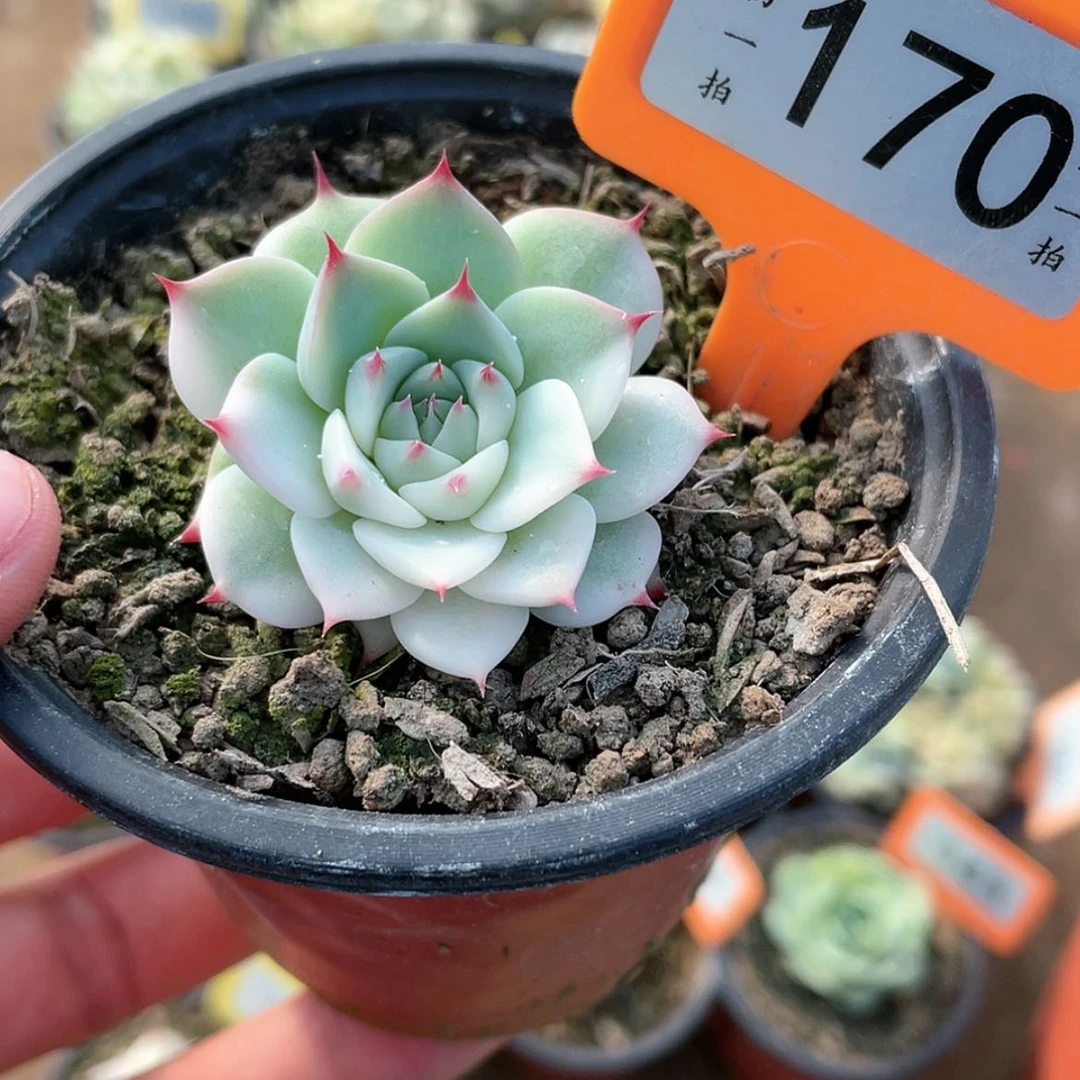 【闪购商品】170号