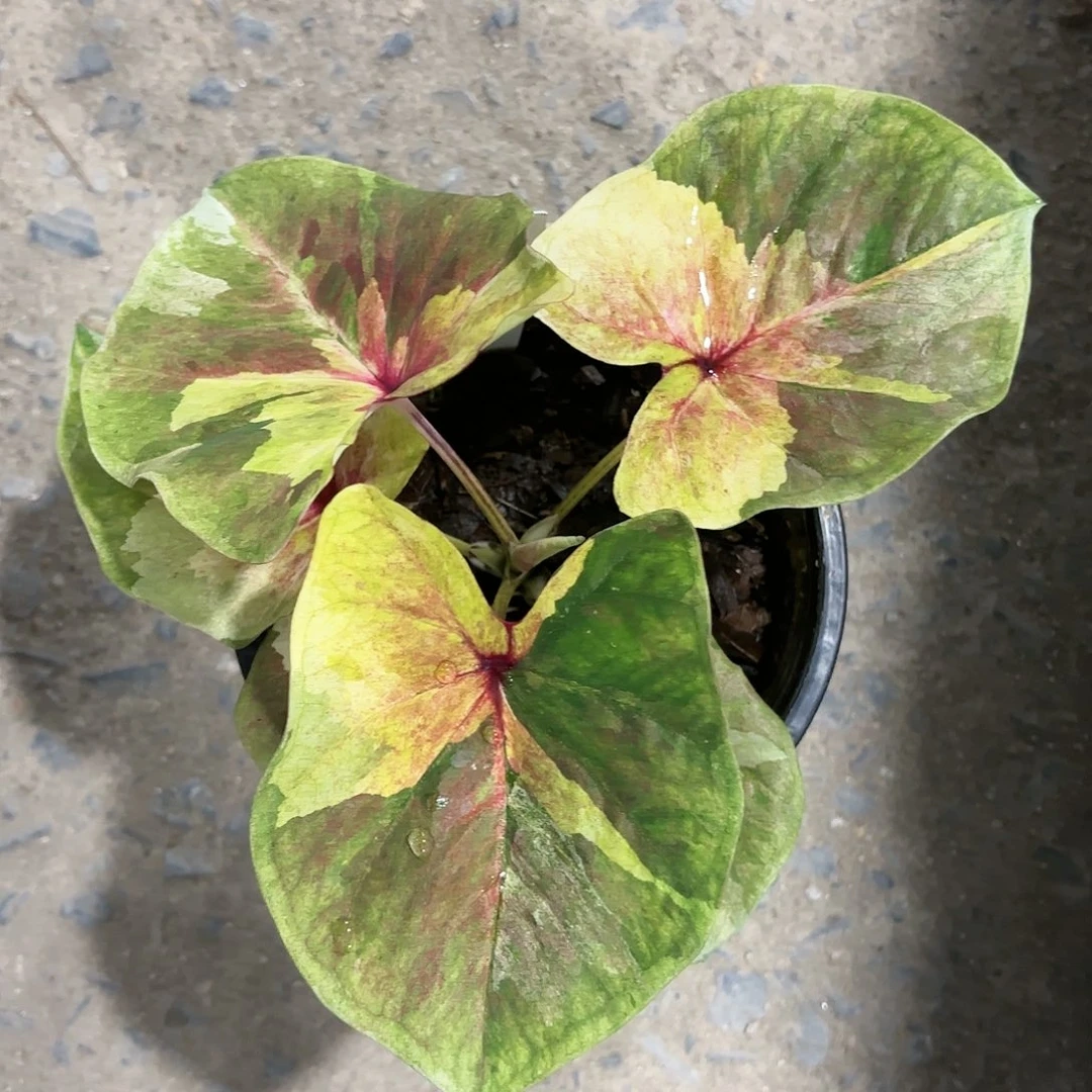 259-0123月亮光辉彩叶芋泰国发货多肉