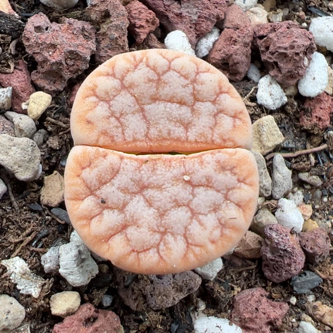 10.30好看的多肉脱土发货961