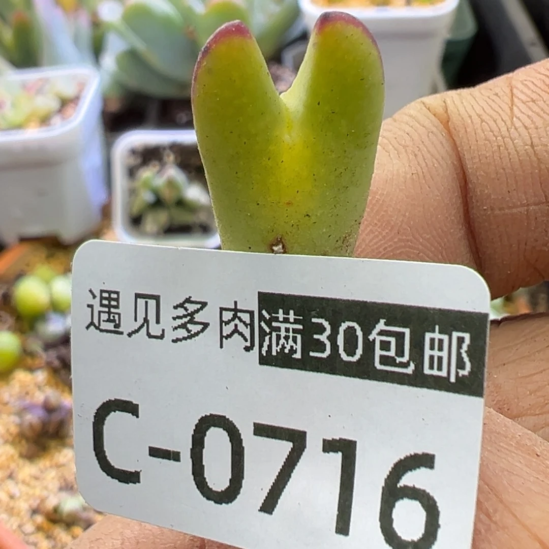 多肉植物11111111111111111