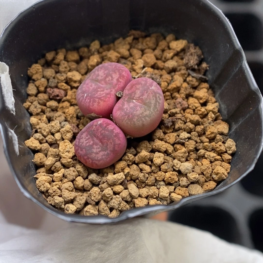 多肉植物肉锥杂交K-3642
