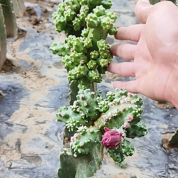 招**宝淘汰郎脱土发货