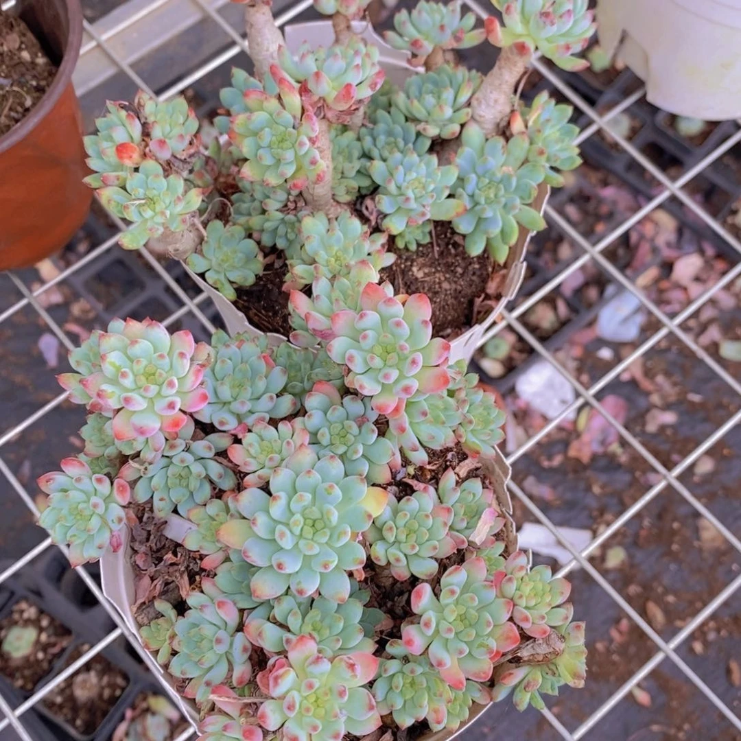 蓝苹果多头群生老桩两盆