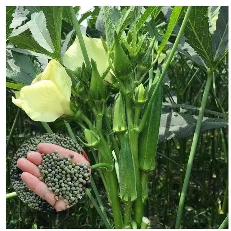 正宗秋葵种子水果黄秋葵高产红秋葵农家小院阳台四季盆栽蔬菜种子