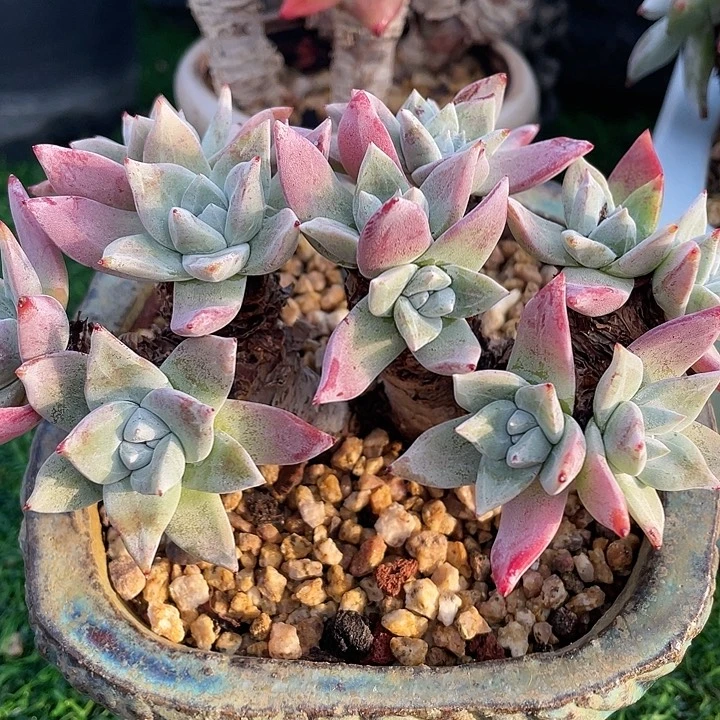 野生法瑞苹果叶群生