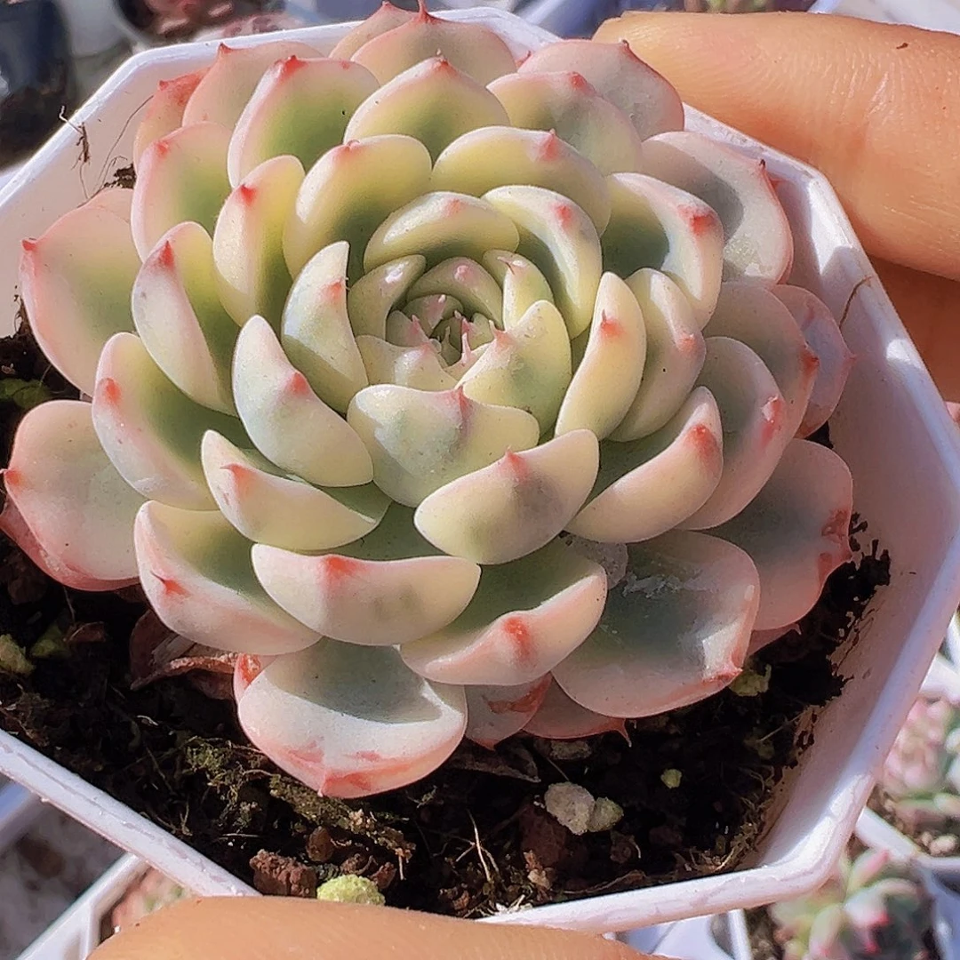 姬莲锦19包邮多肉