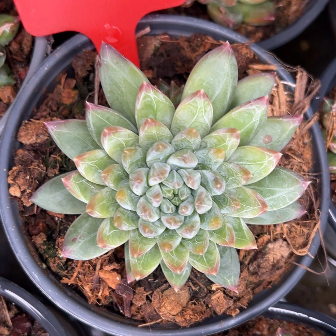 2305号晚上多肉植物群生