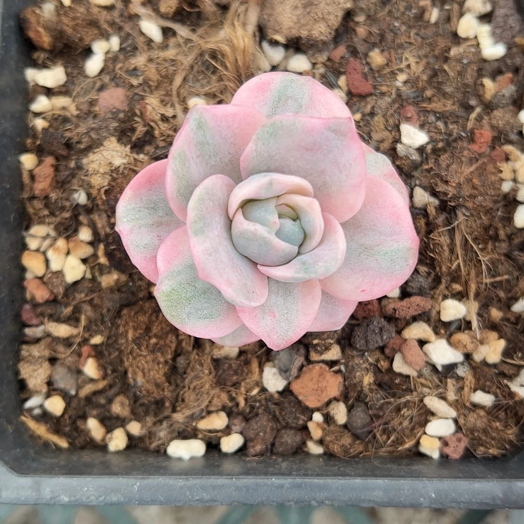 可爱玫瑰彩锦 婕宝一物一拍