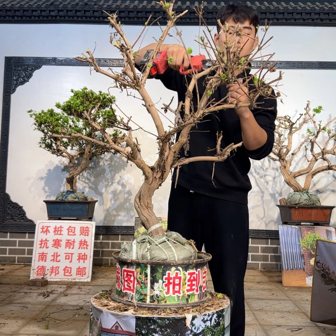 无花朵金银开花1698898655