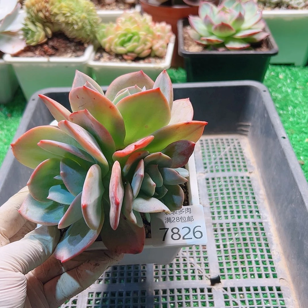 无花朵多肉一物一拍7826