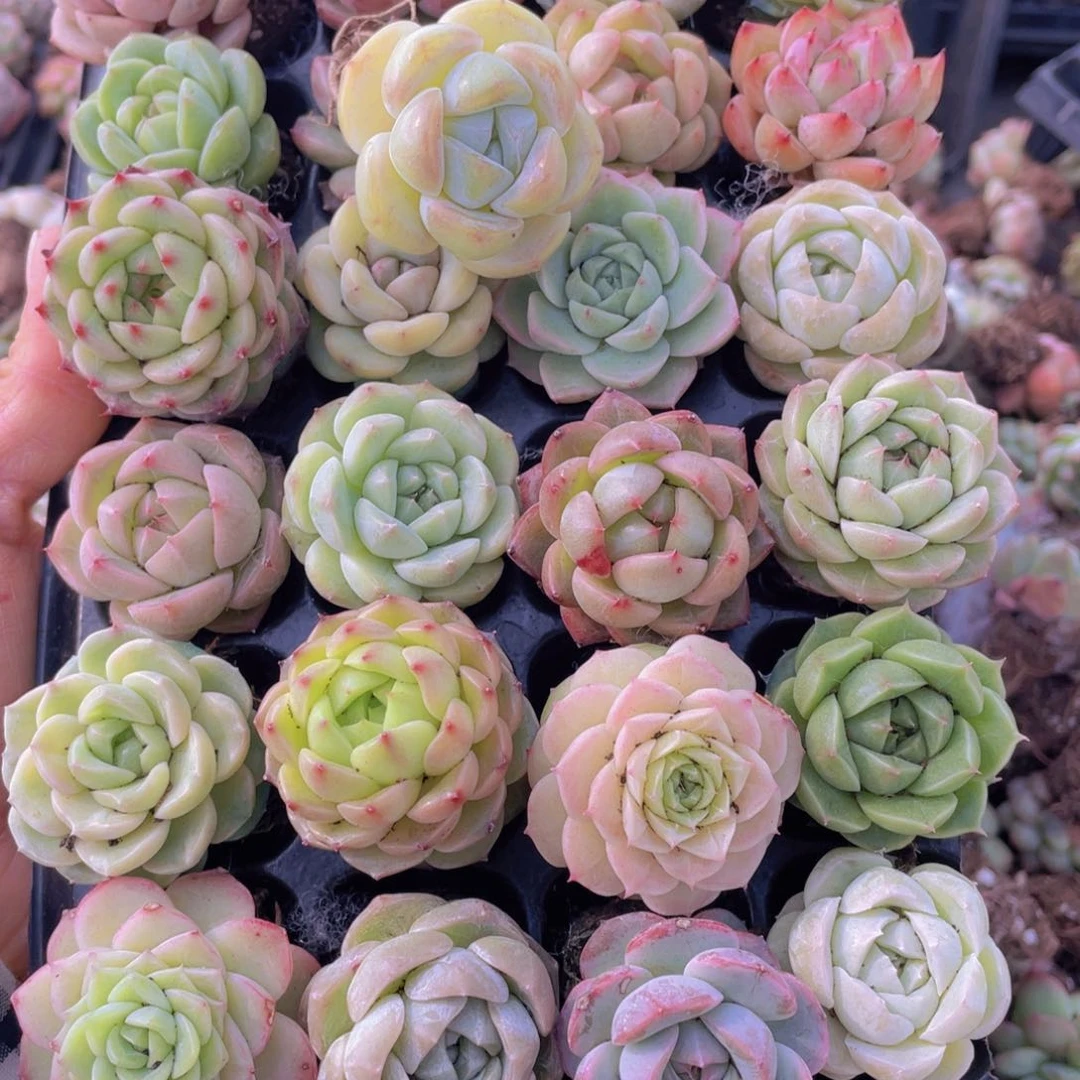 精品贵货混搭保底28颗量拍