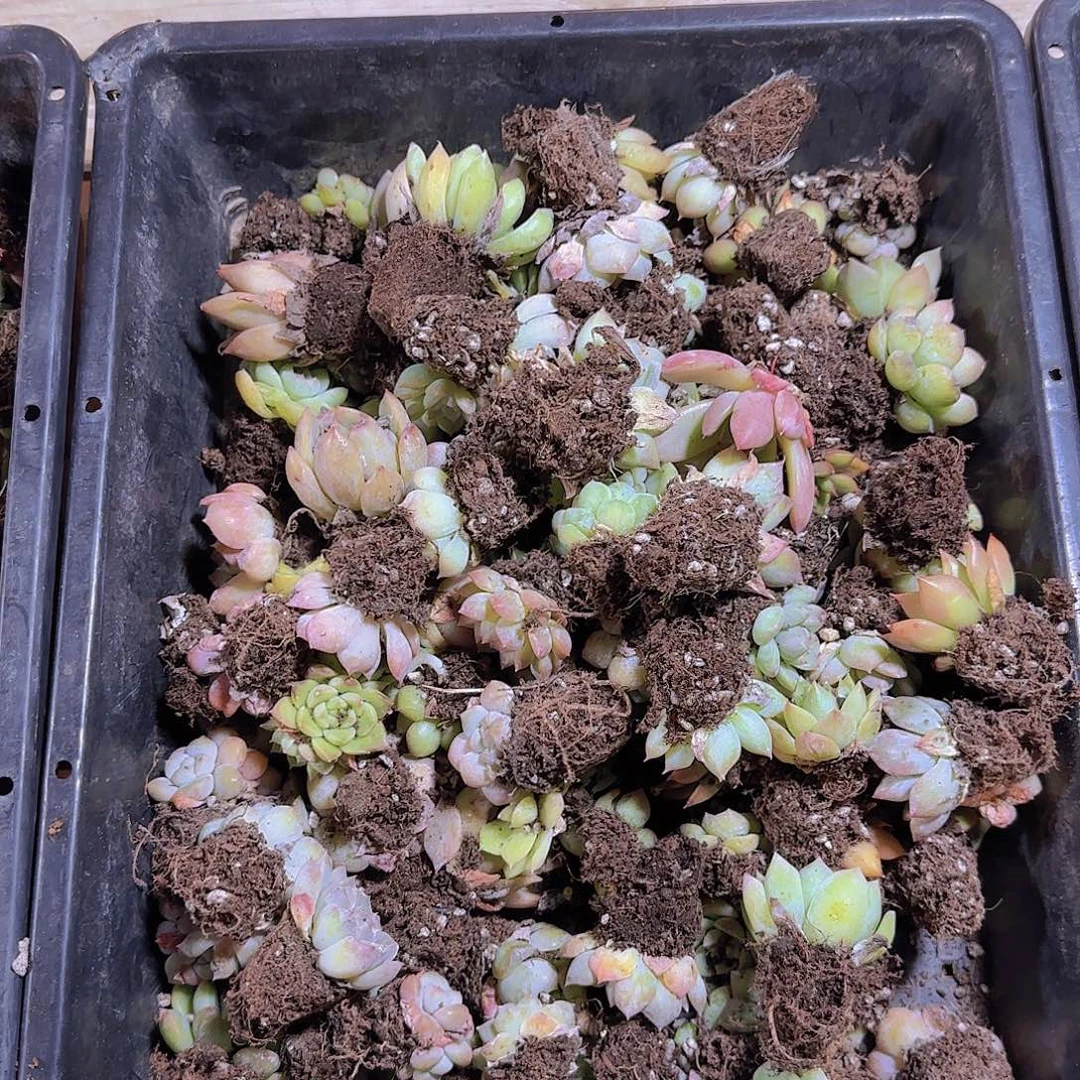 直播一物一拍多肉不售后08