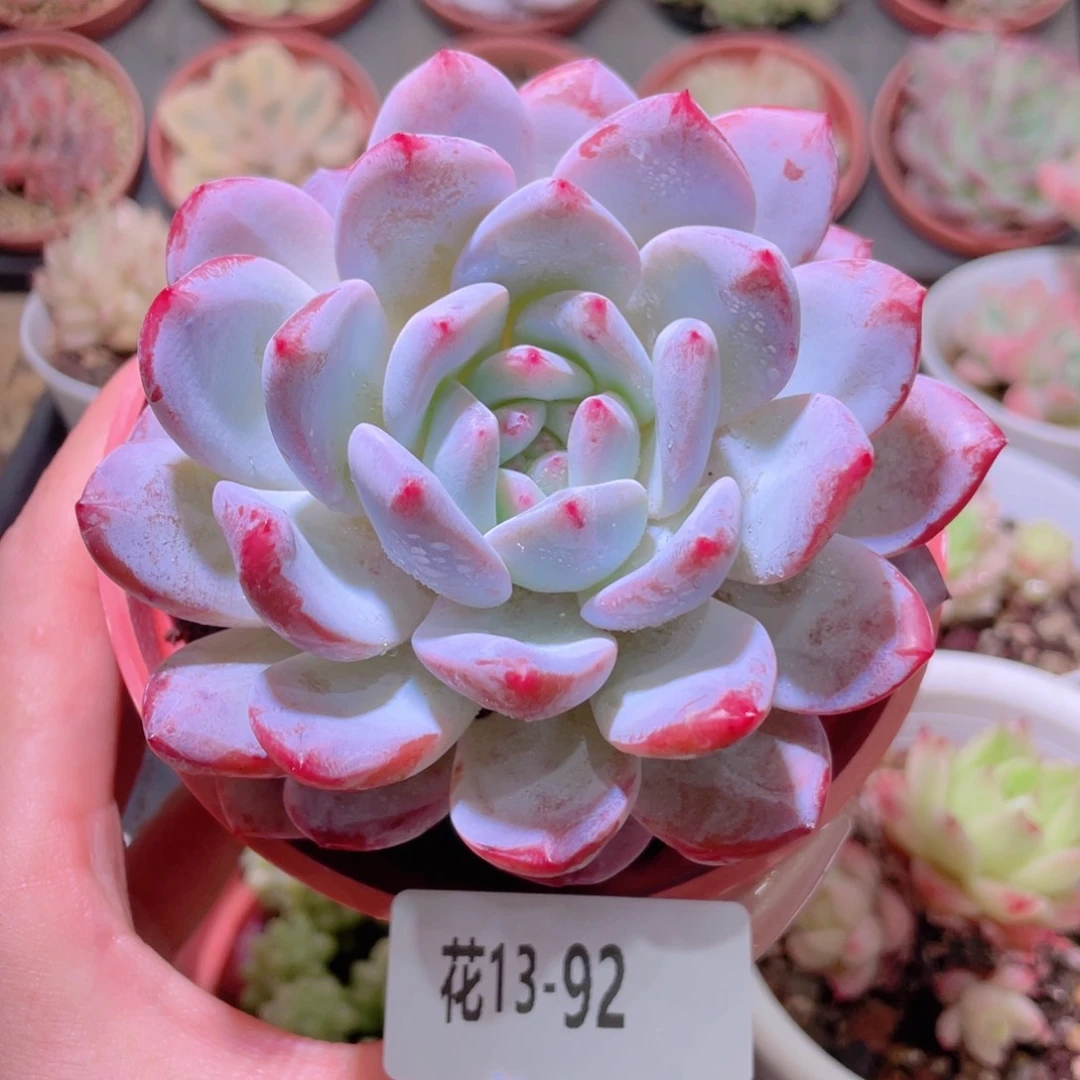 花利美13-92橙梦露