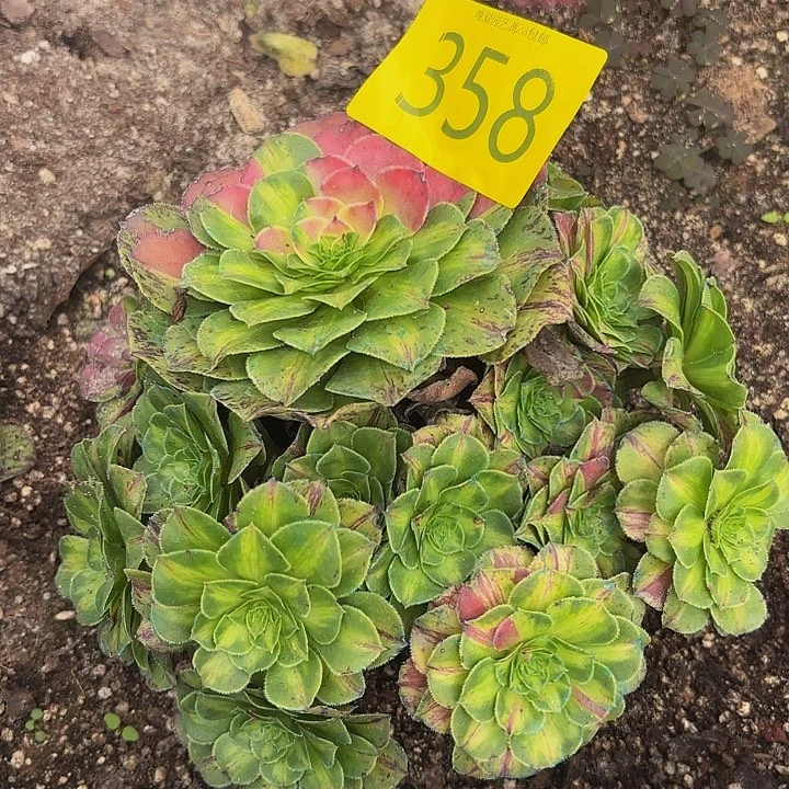 多肉植物福利358个