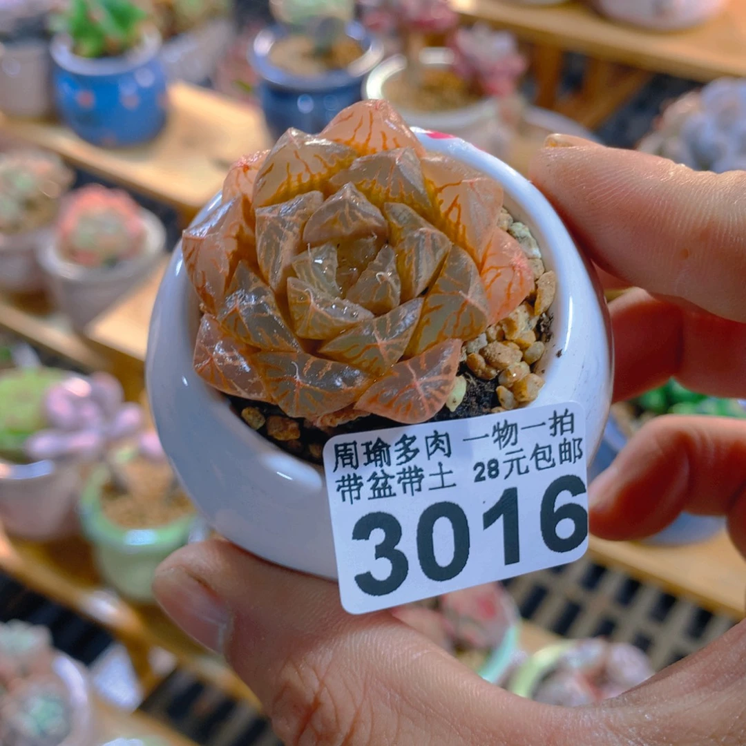 精控多肉植物3016