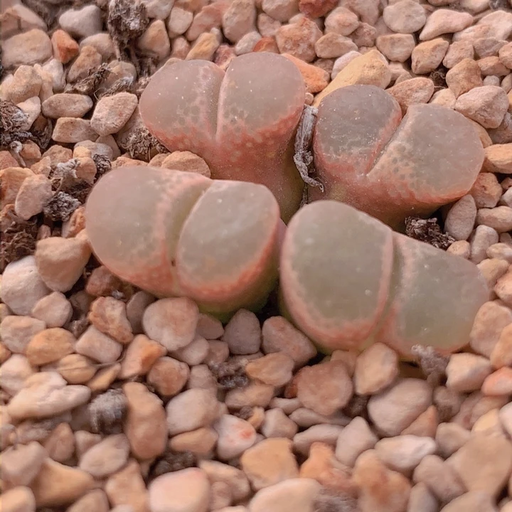 4788888999968999866596865566