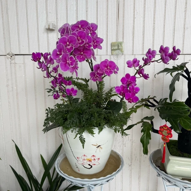 蝴蝶兰组合盆栽1盆