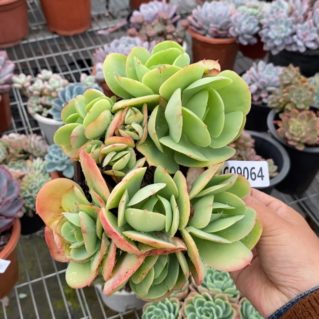 9064碧桃一物一拍