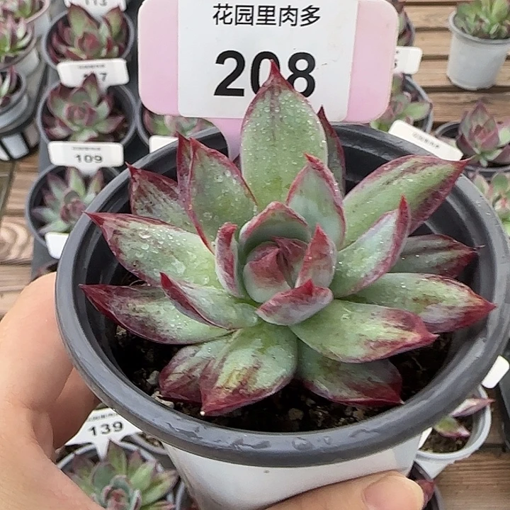 208 惊鸿仙子多肉植物