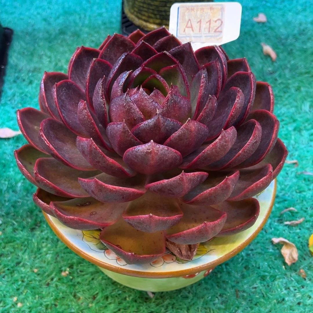 红灯，，，，，，，，，，，，，，，，