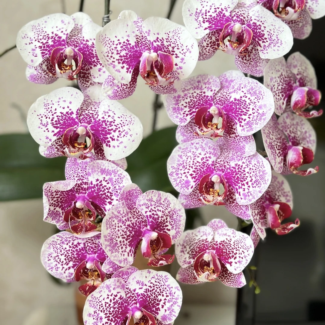 枫叶 蝴蝶兰年宵花盆栽花卉多年生室内阳台易养护爆花强