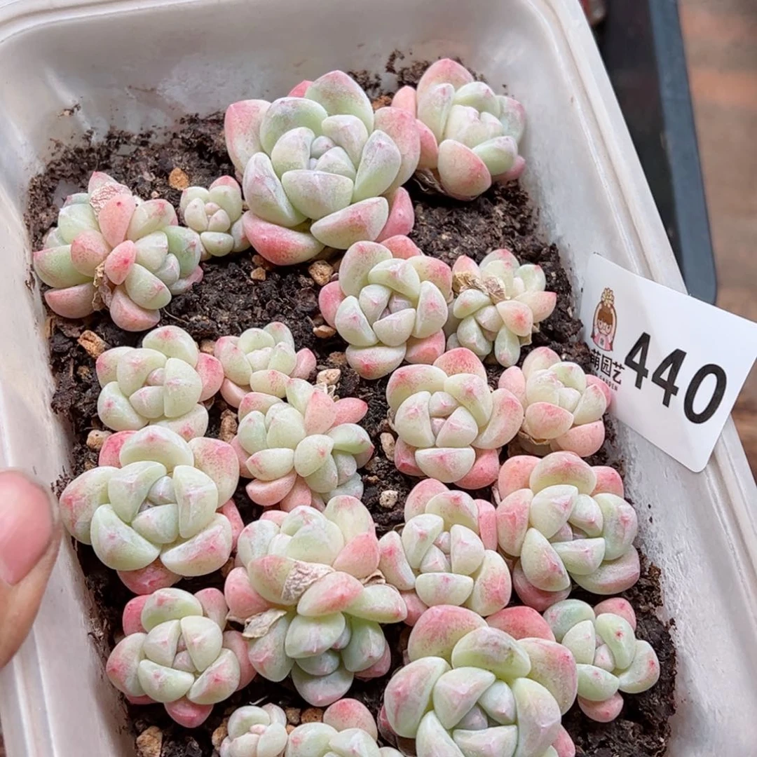 多肉植物多肉植物