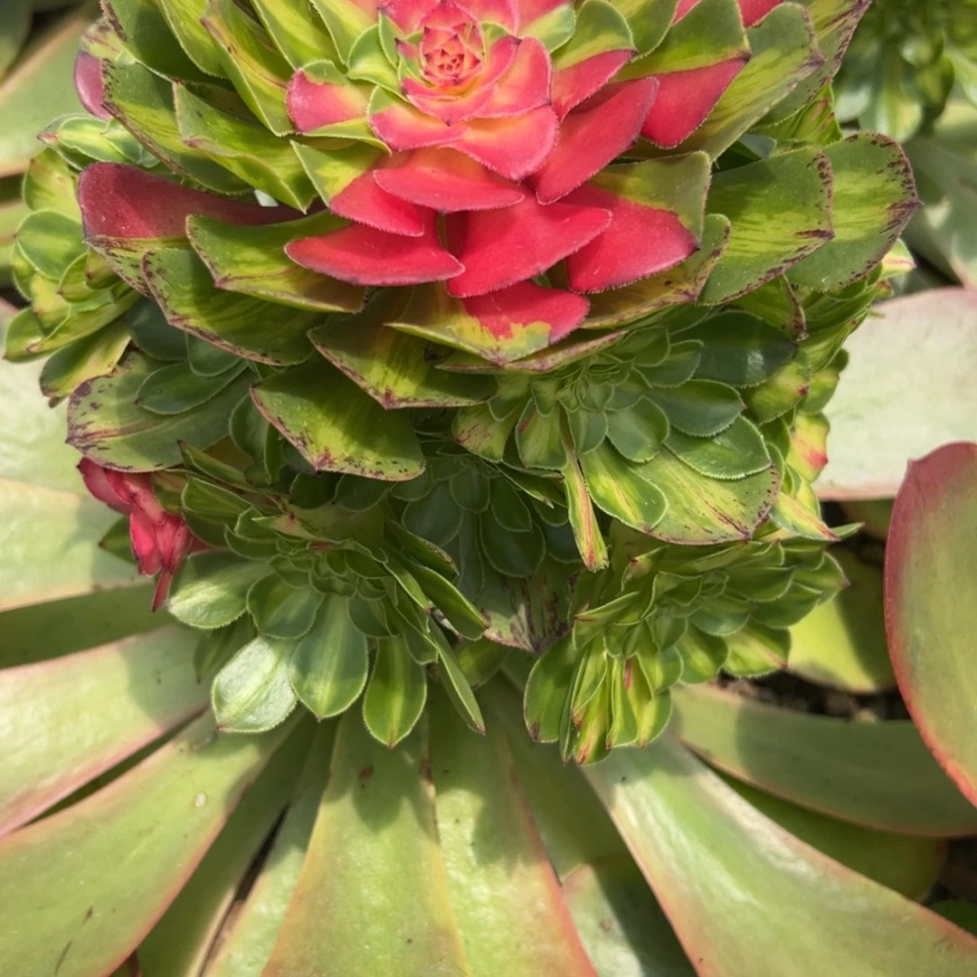 深**兰2675知否多肉植物系
