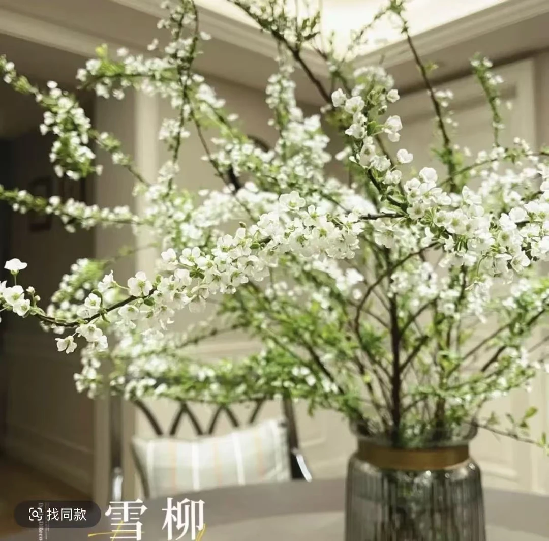 带绿芽SSS级雪柳鲜枝带芽发货耐寒水养可室内水培开花花卉