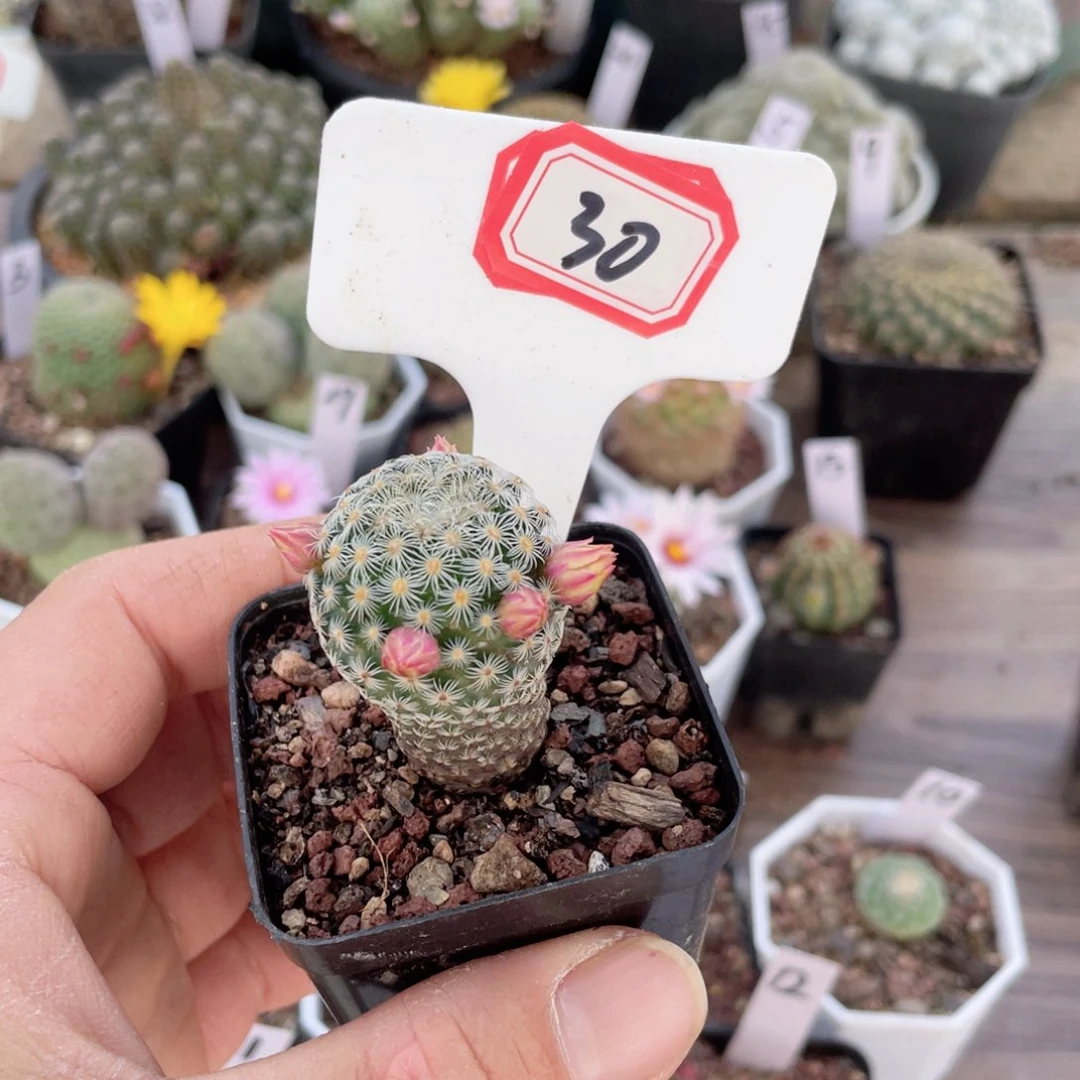 30往事一片净土？我