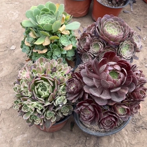 255多肉植物组合