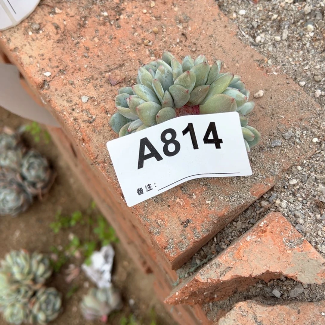 用****0814多肉多肉多肉多肉多肉多肉