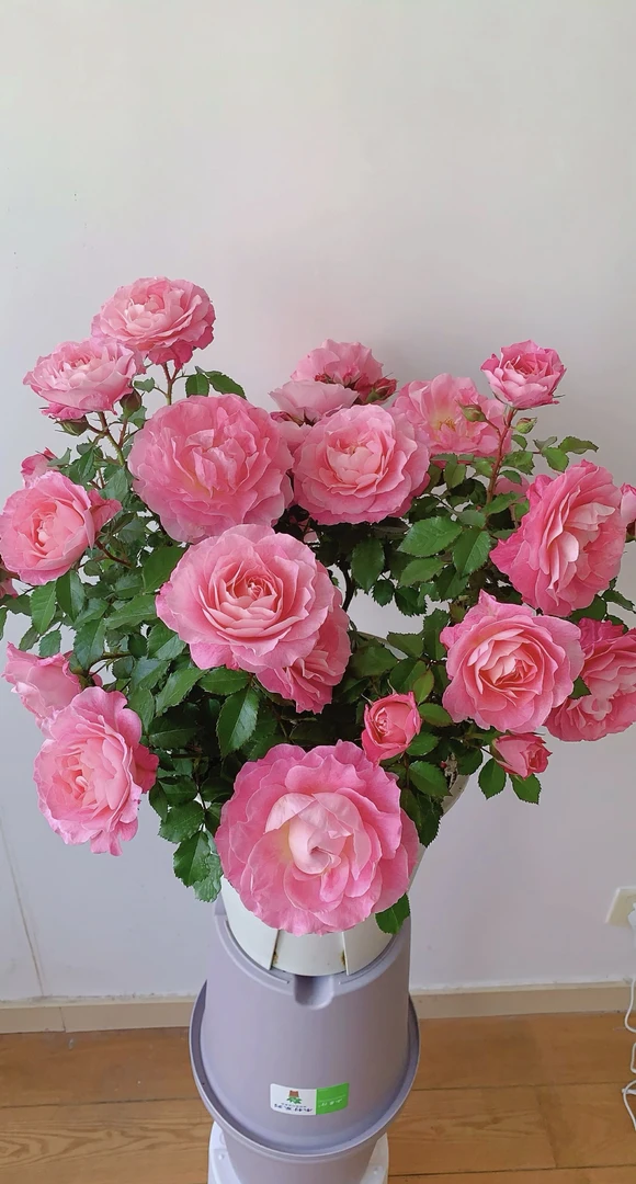 海神王月季—1加仑原盆原土发货 粉色大花浓香 勤花丰花快 庭院