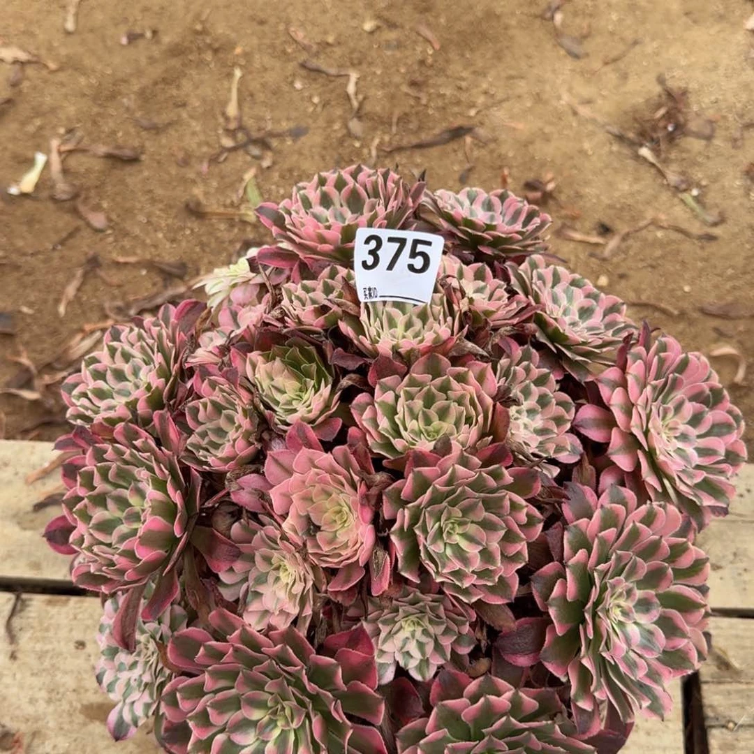 375红彤多肉植物