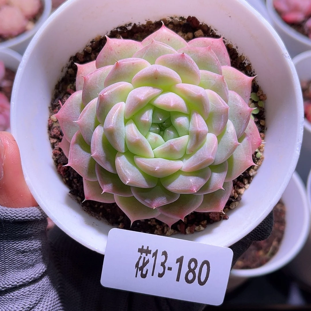 花13-180白桃汽水