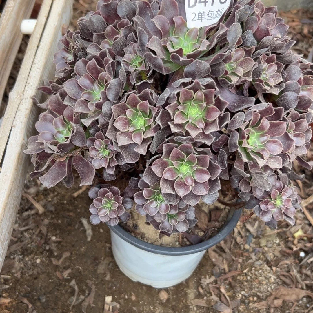 475多肉   欧紫不包断头